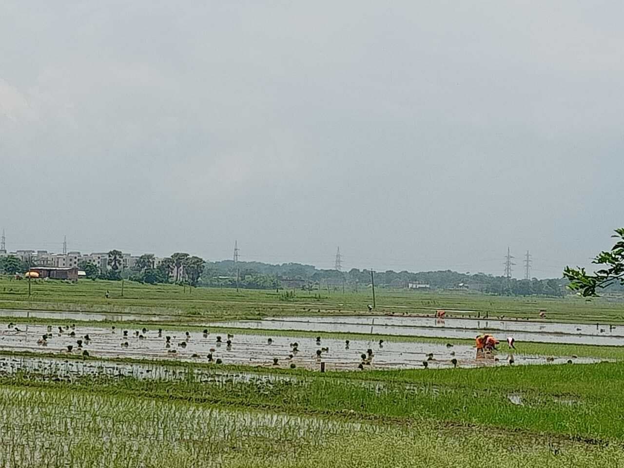 जिले में बारिश के बाद 22 हजार हेक्टेयर में धान रोपनी का कार्य पूरा