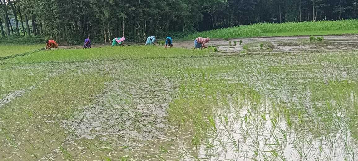 रिमझिम बारिश ने लौटाई किसानों की मुस्कान, धान की खेती को मिली नई संजीवनी