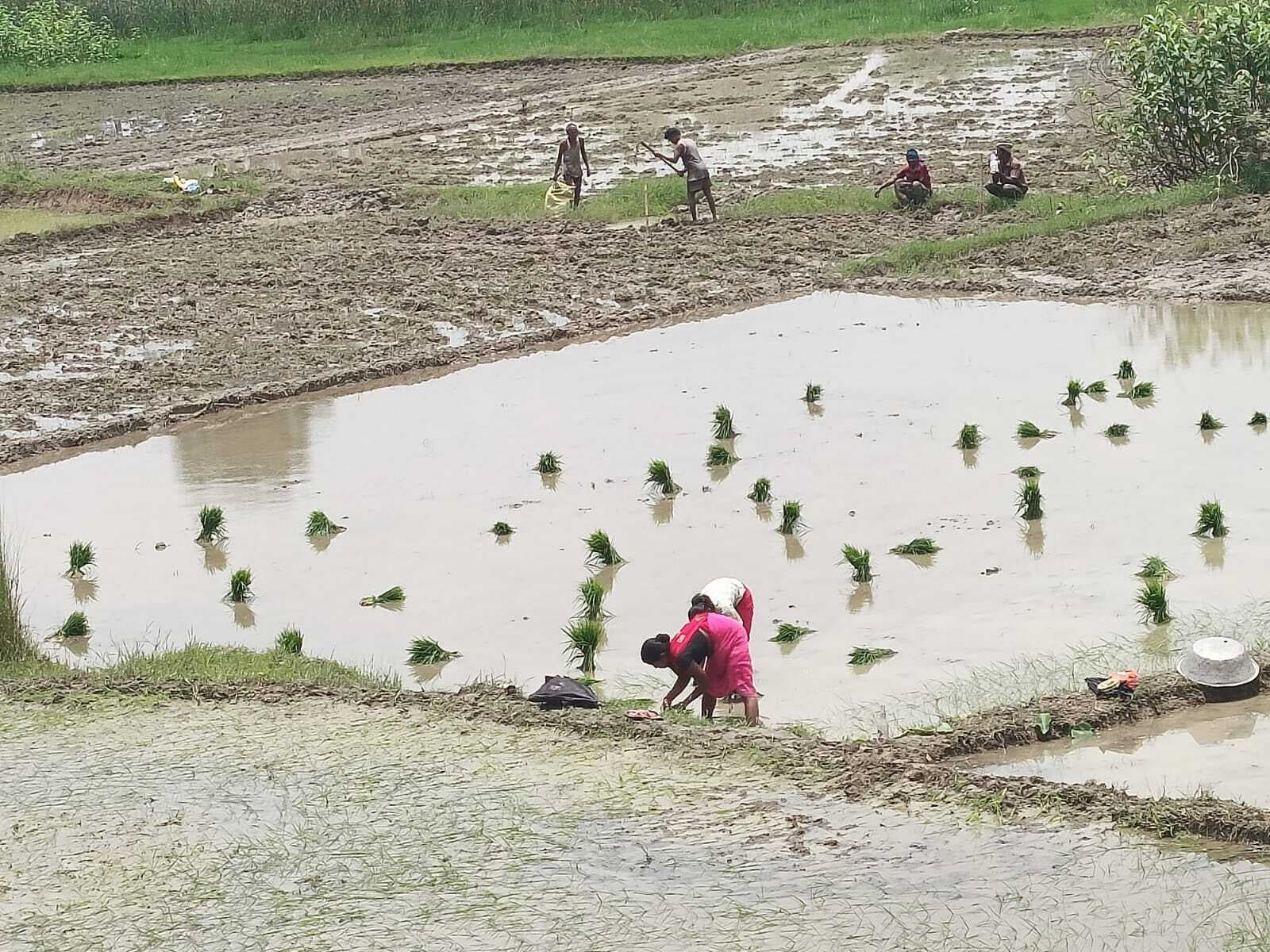 पिपरवार में धान की रोपनी शुरू