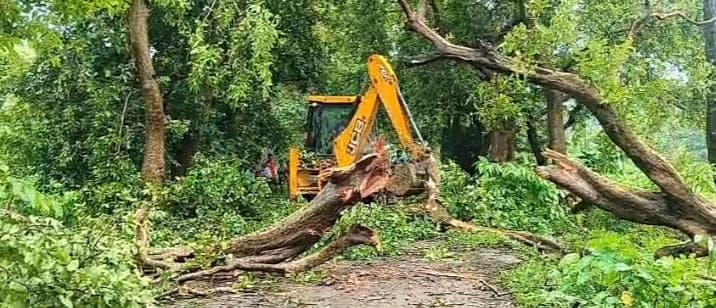 बारिश से पेड़ सड़क पर गिरा, घंटों आवागमन ठप