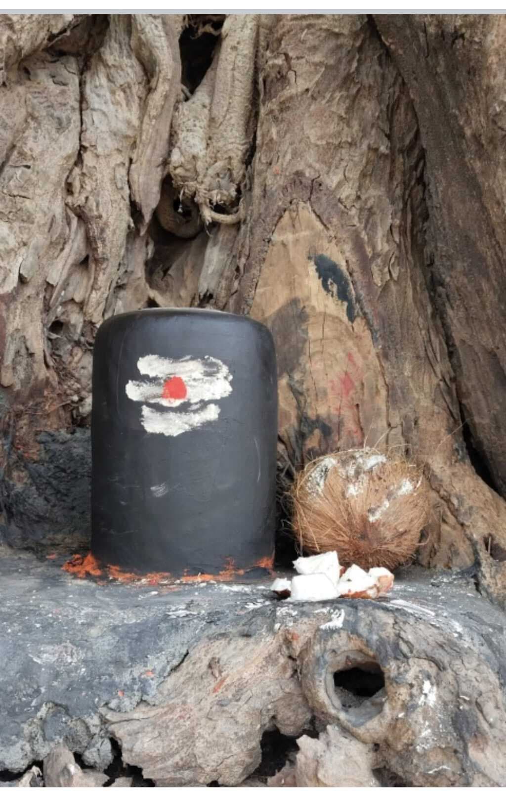 पीपल के पेड़ पर स्थित शिवलिंग है आस्था का केंद्र