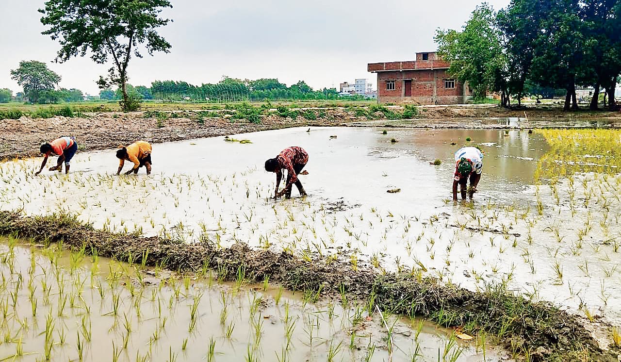 Siwan News : झमाझम बारिश से खिले किसानों के चेहरे, 32 फीसदी पहुंची रोपनी की रफ्तार