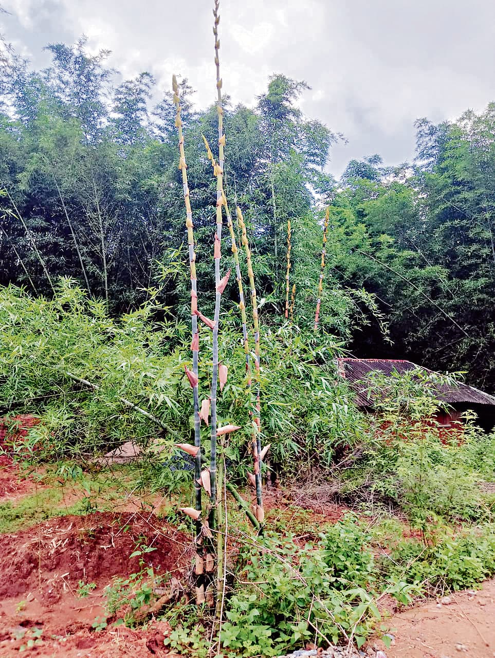 East Singhbhum News : बांस में निकलने लगी कोपल. तीन माह व्यवसाय रहेगा मंदा