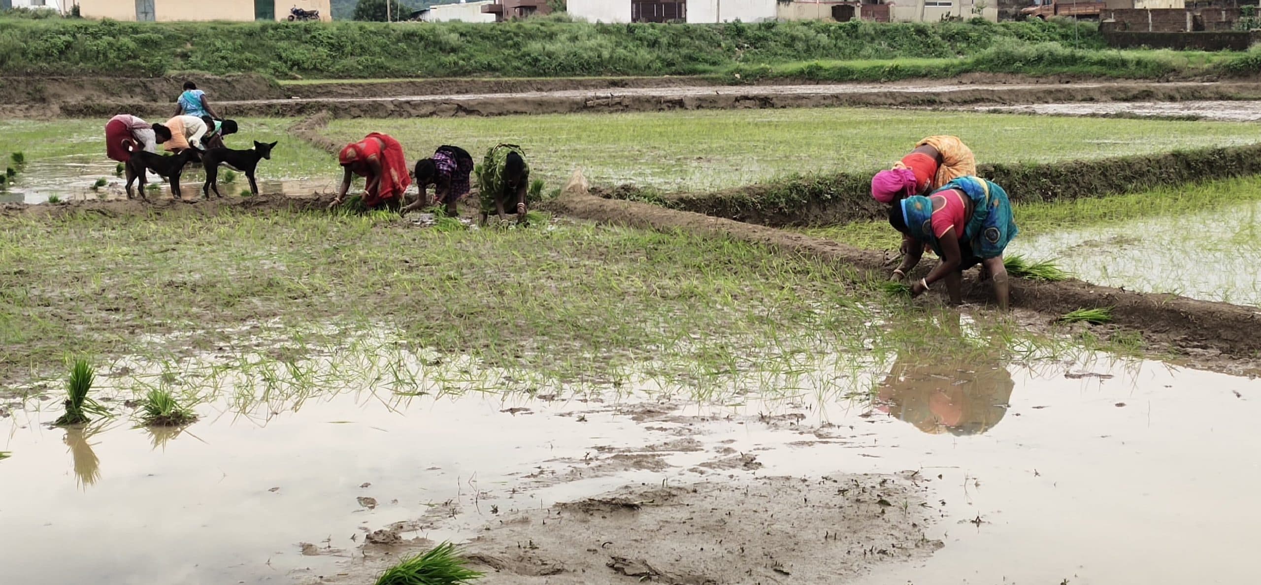 वैकल्पिक फसलों में भरा पानी, धान की अच्छी फसल की उम्मीद