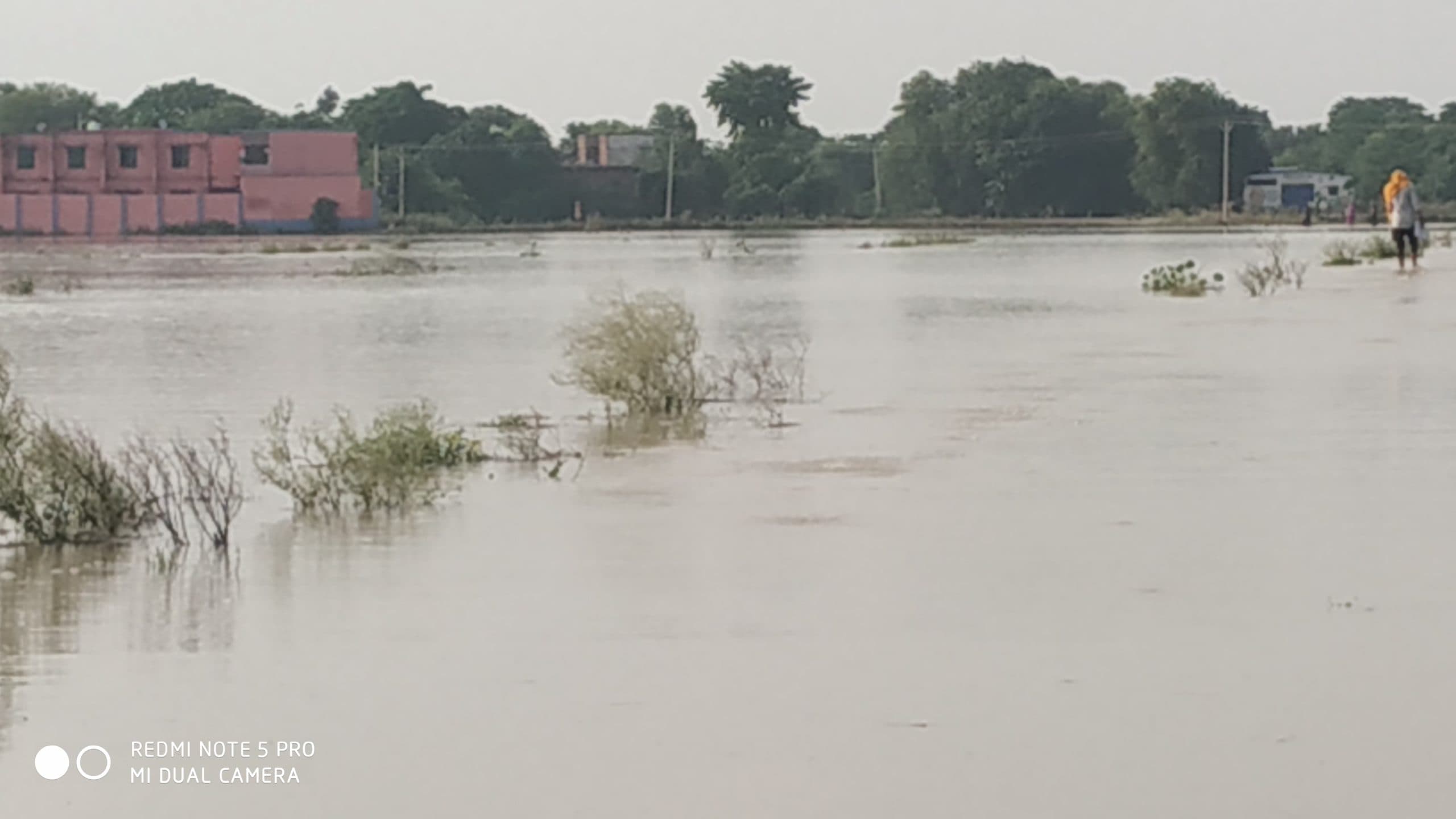 बड़हरा में गंगा नदी उफनायी, बाढ़ का खतरा बढ़ा