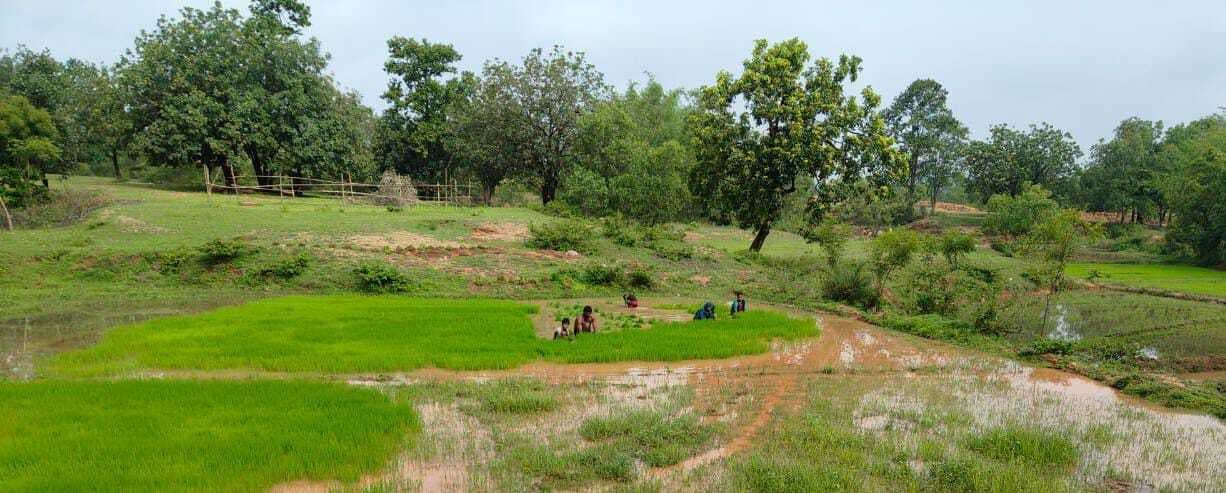 मधुपुर में 6500 हेक्टेयर में धान की खेती का लक्ष्य