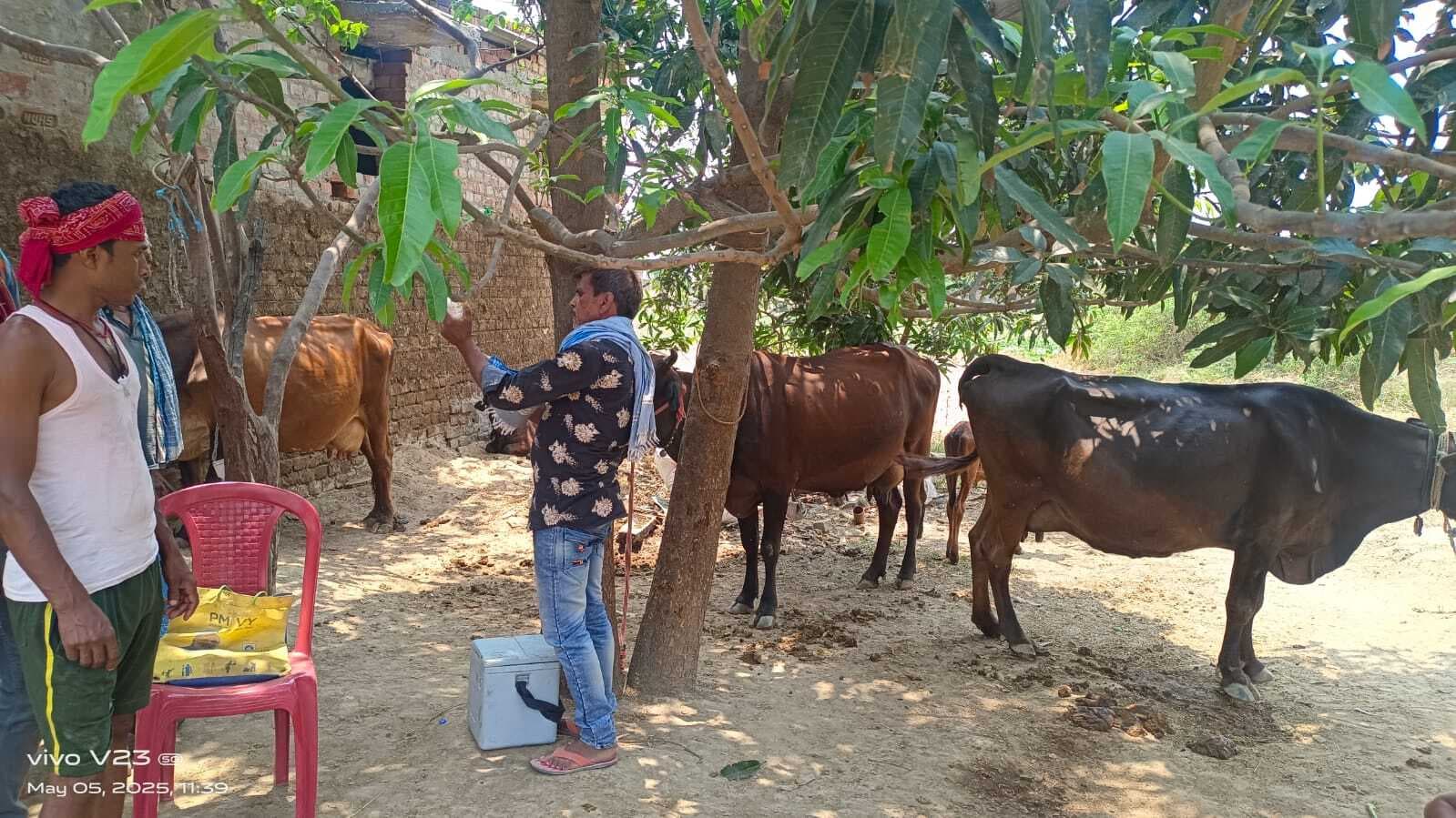 जिले में तीन लाख 23 हजार 800 गायों दिया जायेगा लंपी रोग से बचाव का टीका