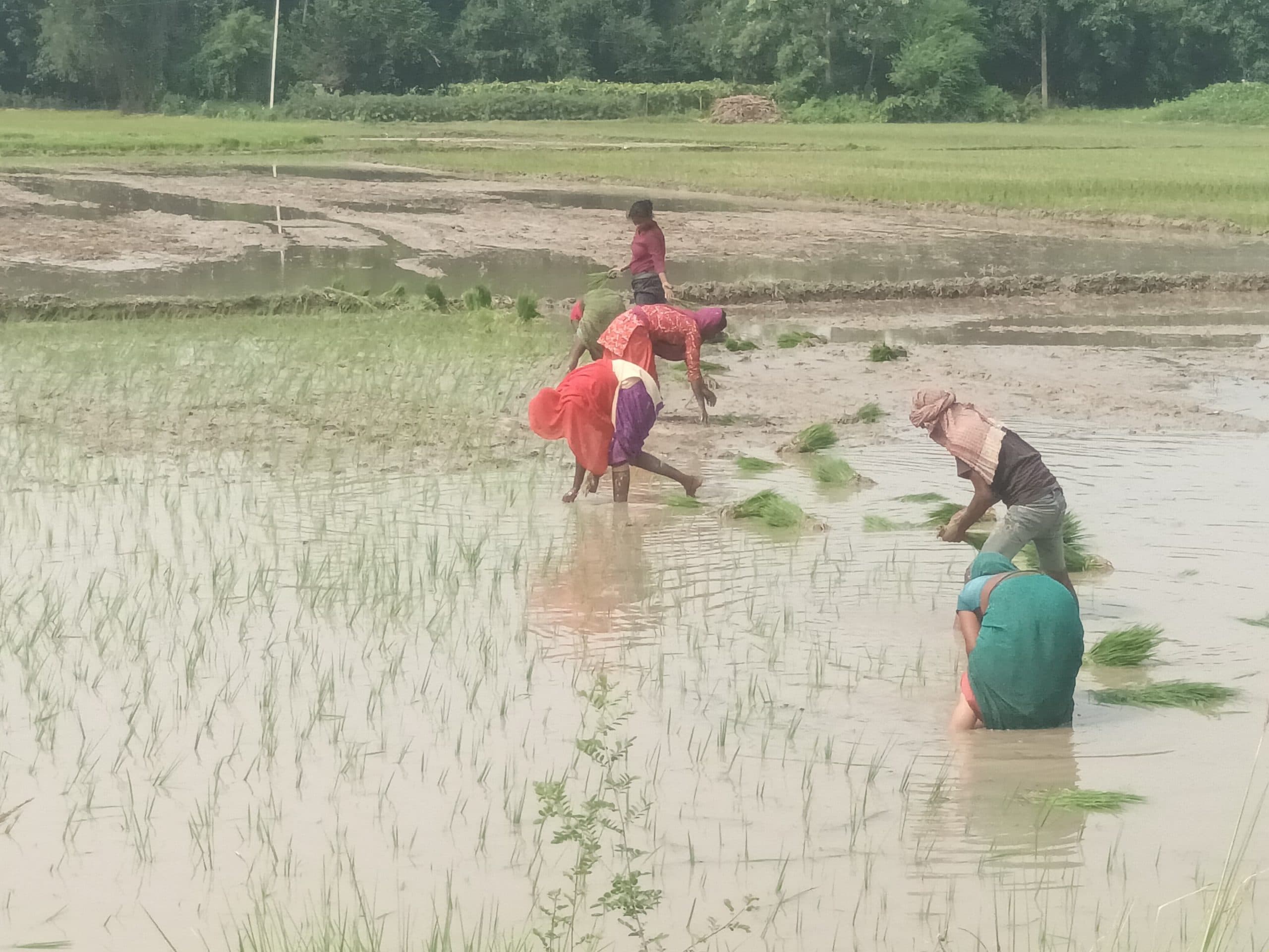 ना बारिश, ना बिजली, कैसे होगी धान की रोपाई