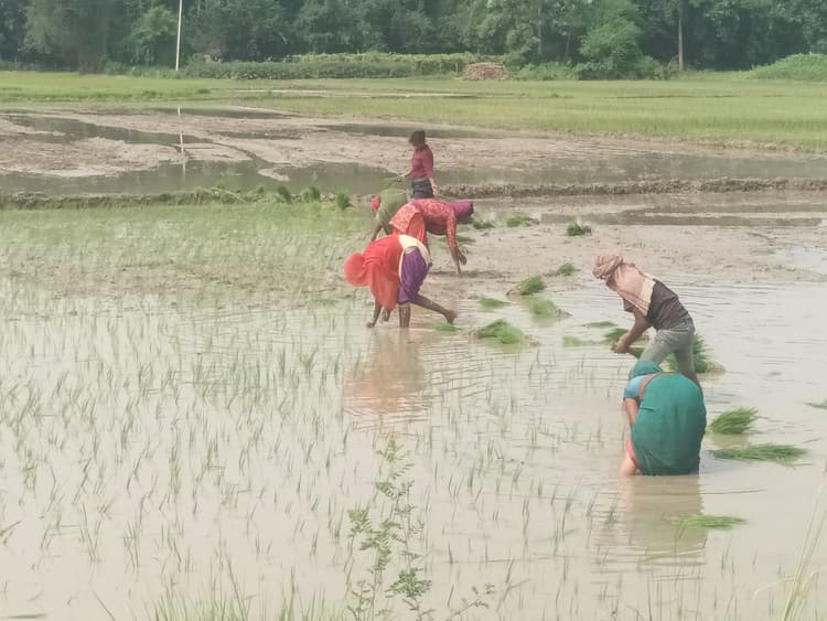 ना बारिश, ना बिजली, कैसे होगी धान की रोपाई