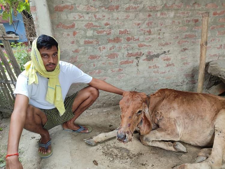 दुधारू पशुओं की लगातार हो रही मौत, पशुपालक परेशान