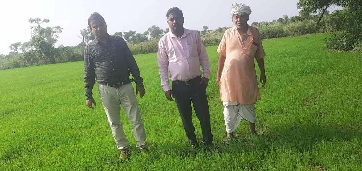 Sitamarhi : वर्षा की कमी से सिंचाई प्रभावित, अंकुरण में समस्या