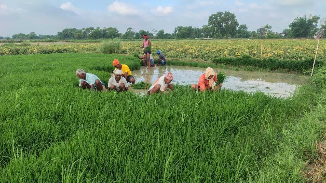 आज पुष्य नक्षत्र में प्रवेश करेंगे सूर्य, धान रोपने का उपयुक्त समय