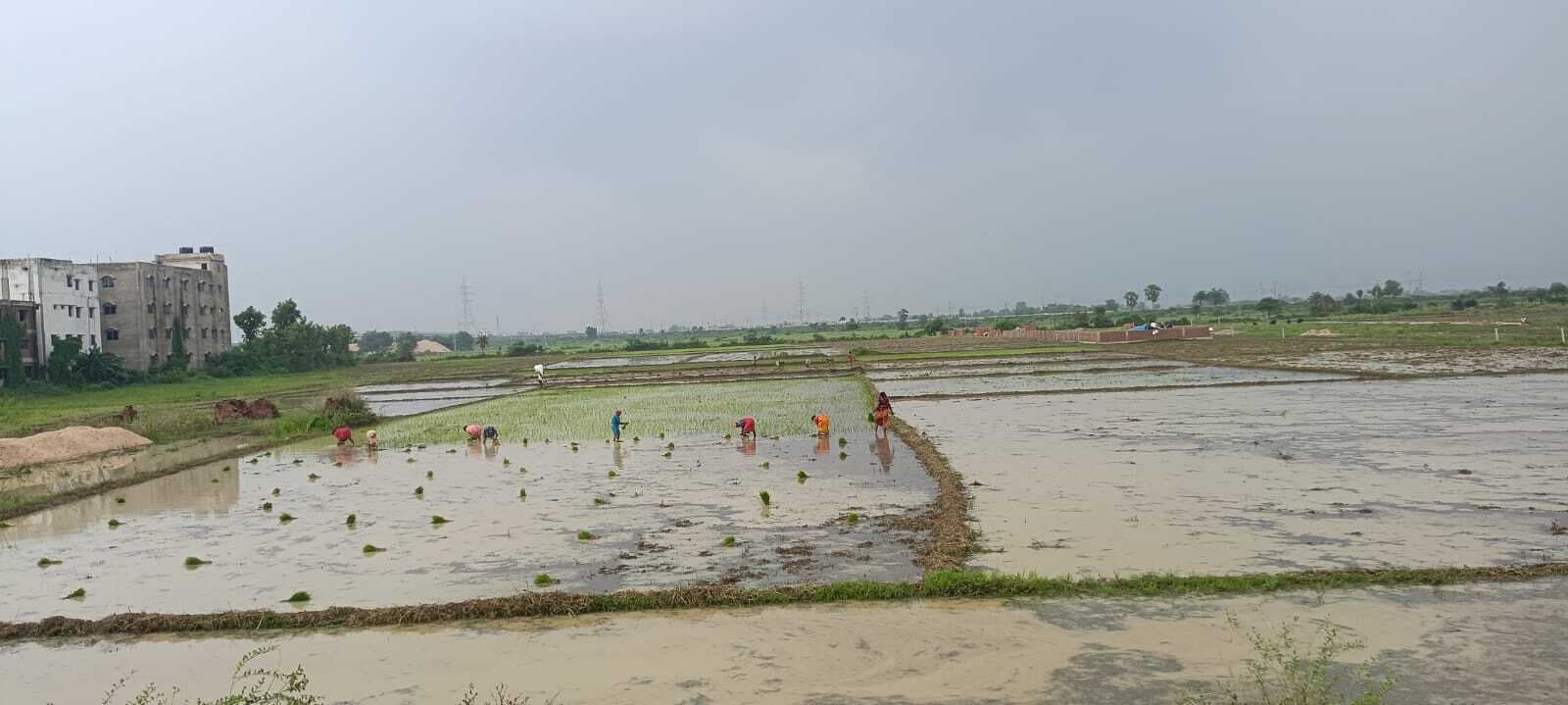 अब तक 17 सौ हेक्टेयर में हाे गयी धनरोपनी