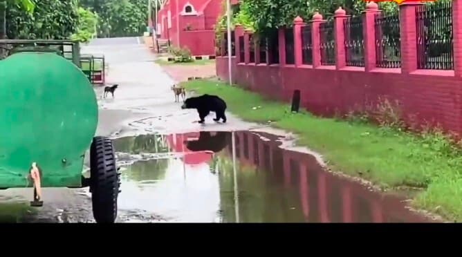 Bettiah: जल संसाधन विभाग के ट्रेजरी ऑफिस में भालू ने बनाया ठिकाना