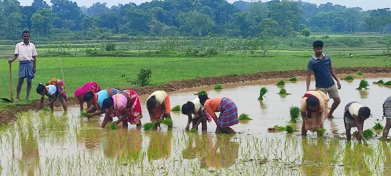 बारिश थमी, शुरू हुई धान रोपनी