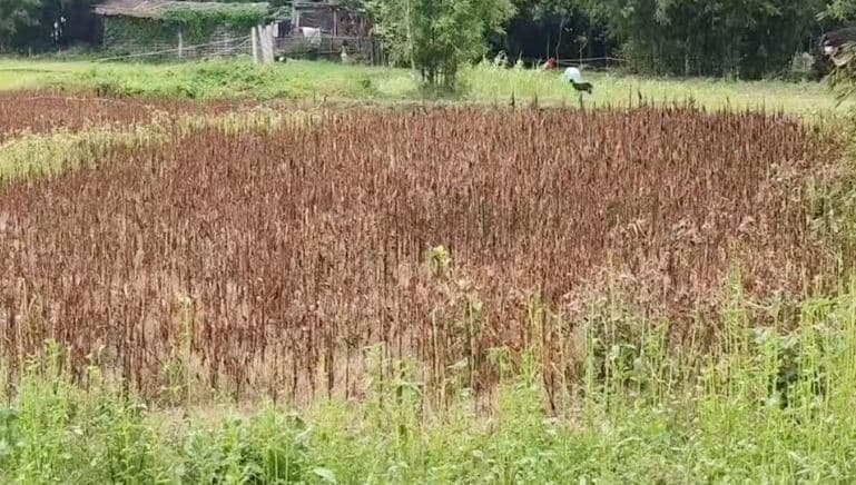 कीटनाशक छिड़ककर पटसन की फसल को शरारती तत्वों ने किया बरबाद