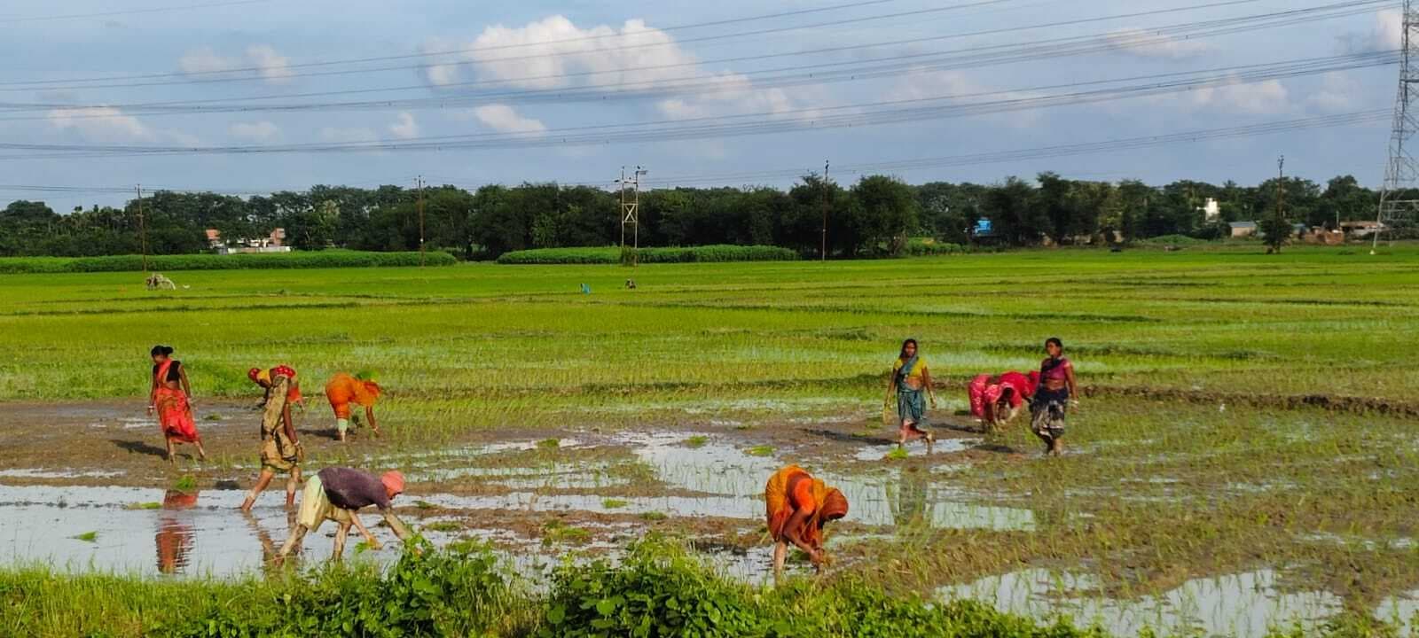 बारिश होने से किसानों की रंगत लौटी,धान रोपनी में युद्ध स्तर पर जुटे किसान
