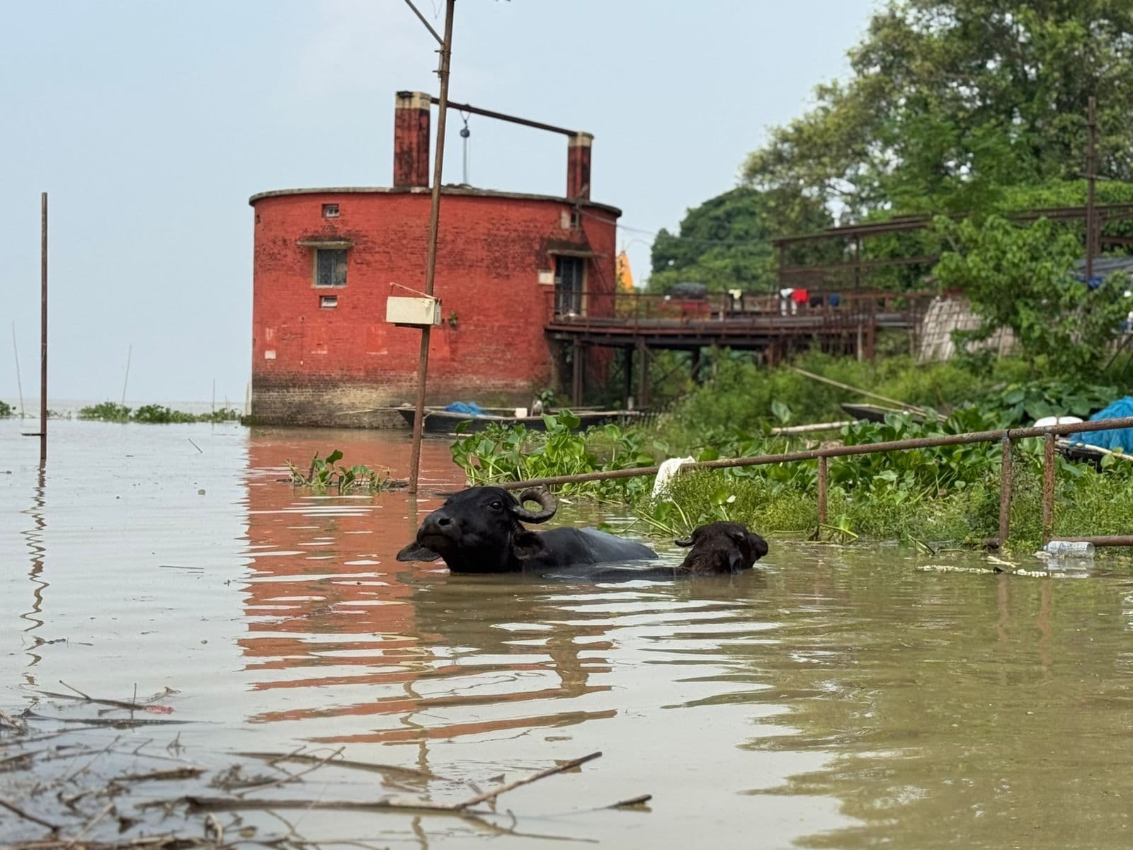 रुक-रुक कर बारिश से दियारा वासी परेशान, पलायन को मजबूर, ऊंचे स्थानों पर पहुंचाये जा रहे मवेशी