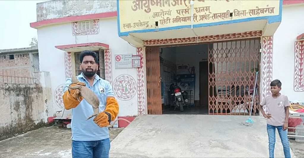 स्वास्थ्य केंद्र में घुसा बिडगोय, विशेषज्ञ ने किया रेस्क्यू
