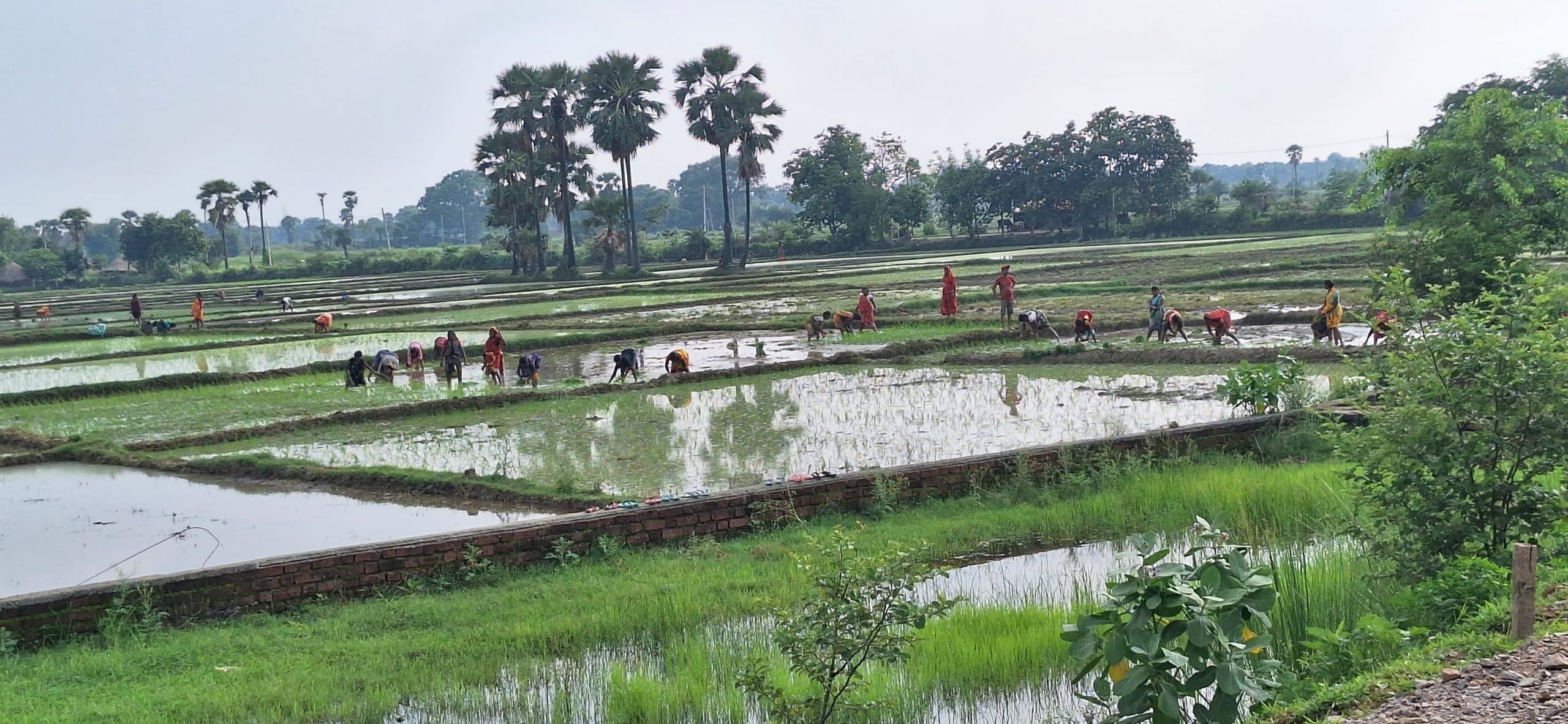 मेसकौर में कई साल बाद समय से धान की रोपनी शुरू