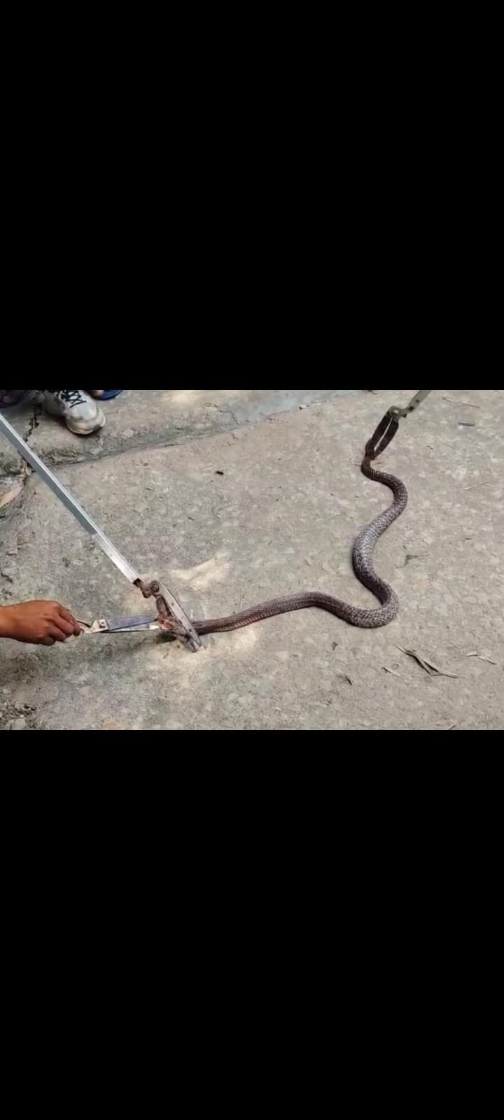 वन विभाग की टीम ने सांप को रेस्क्यू कर जंगल में छोड़ा