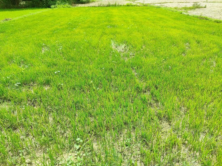 धनरोपनी के लिए अभी भी बारिश की बाट जोह रहे हैं किसान