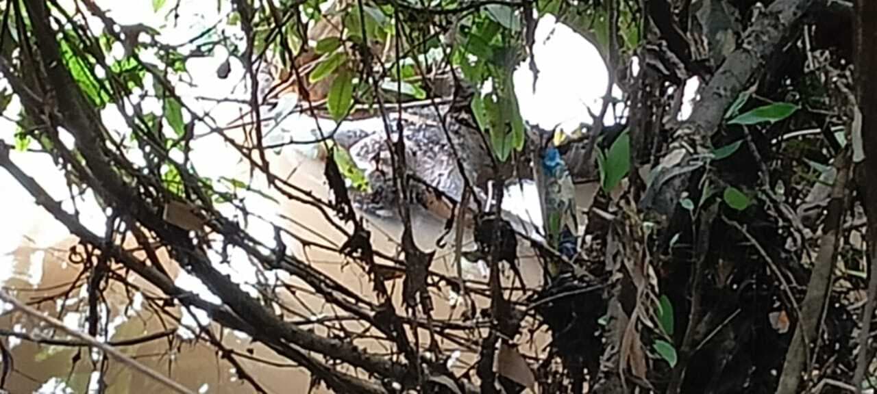 चौथे दिन बांसलोई नदी की झाड़ियों में फंसा मिला खलासी सूरज का शव