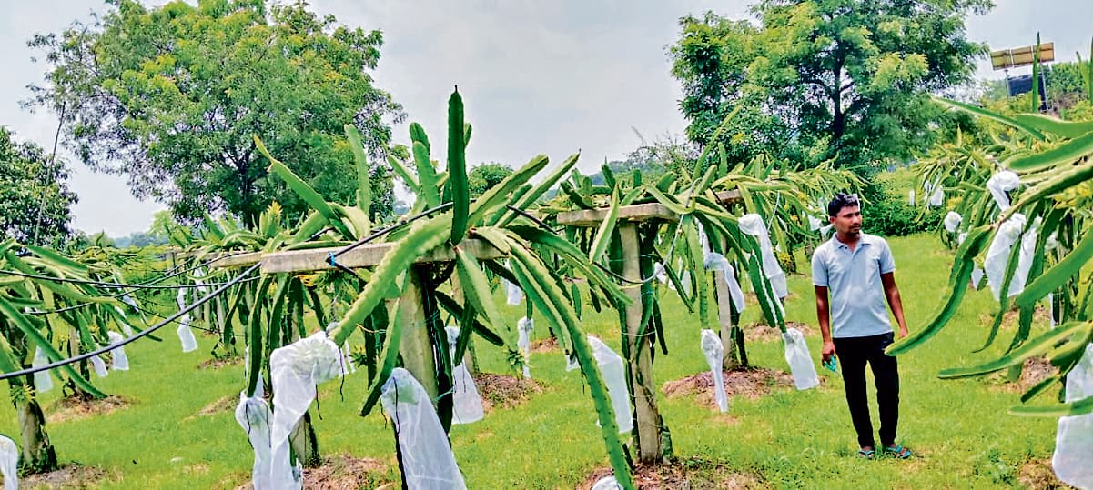 Seraikela Kharsawan News :  ड्रैगन फ्रूट की खेती से बदली सतीश की किस्मत