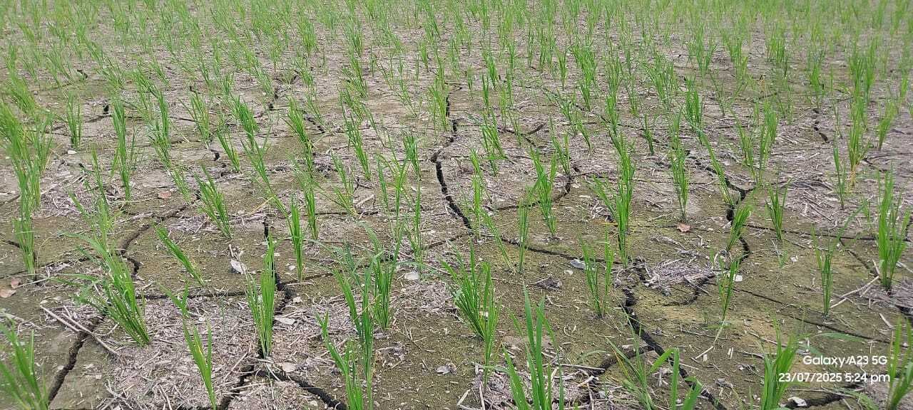 Motihari: धान की फसल पर संकट, निजी पंपसेट से पटवन बना मजबूरी