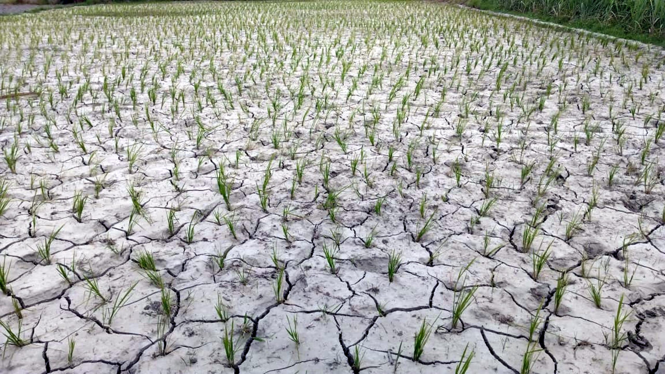 बारिश नहीं होने से गर्मी बनी जानलेवा, सड़काें पर सन्नाटा