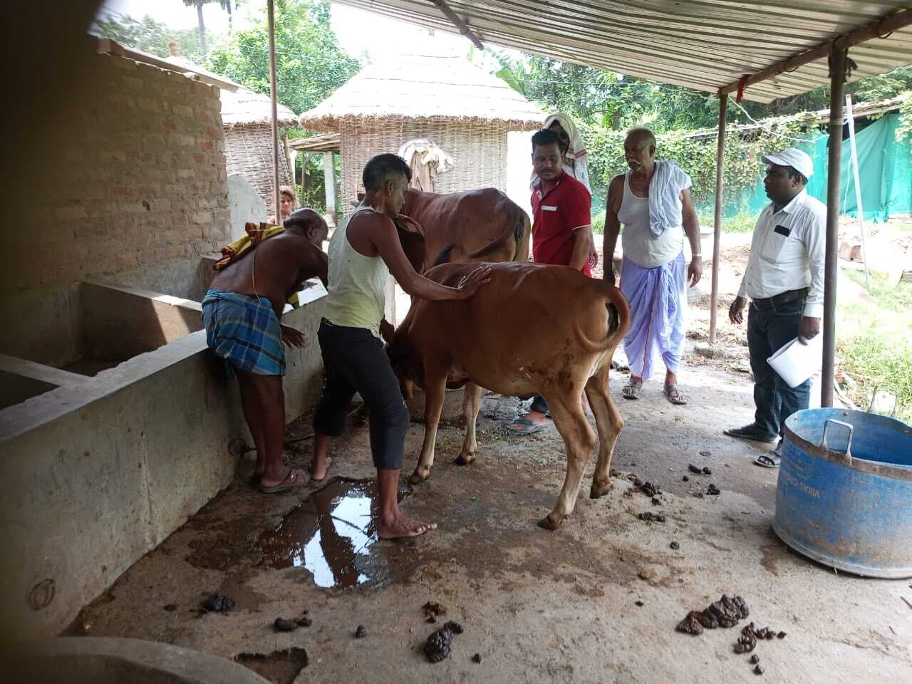 hajipur news. घर-घर जाकर पशुओं को लगाया जा रहा नि:शुल्क टीका