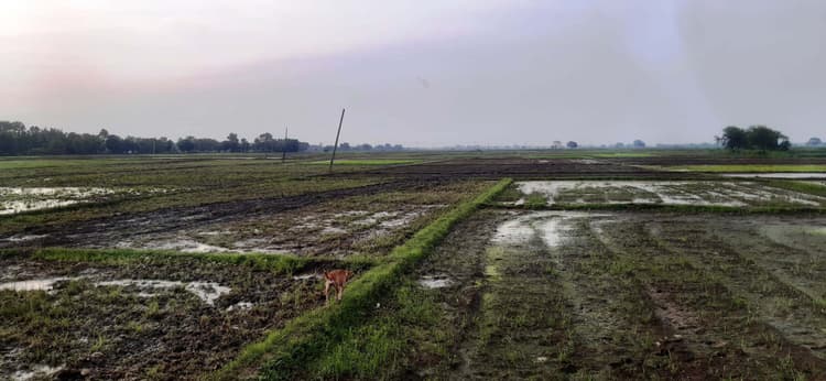 धूप व पानी की कमी से धनरोपनी पर संकट के बादल