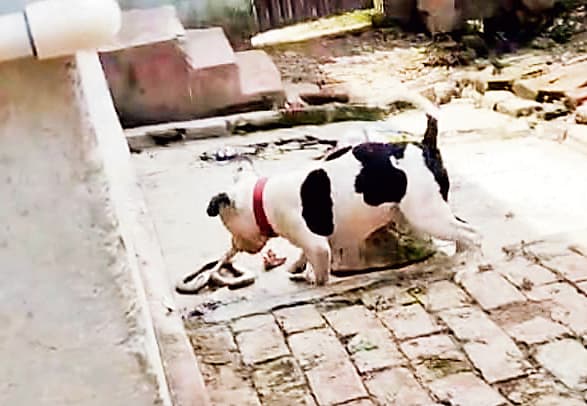 Siwan News : मालिक की जान बचाने के लिए सांप से भिड़ गया पालतू कुत्ता, मौत के बाद भी छू गया सबका दिल