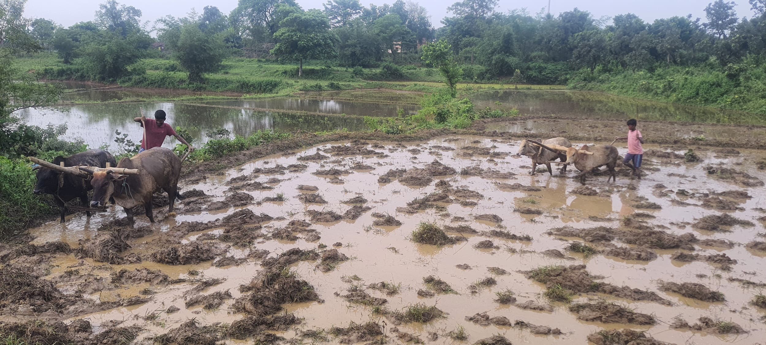 Bokaro News : बारिश थमते ही खेती कार्यों में युद्धस्तर पर जुटे किसान