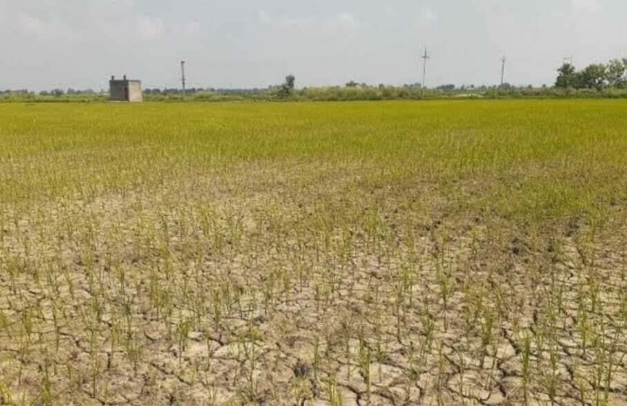 Motihari: लक्ष्य से 10 फीसदी कम हुआ धान की रोपनी, बंद है सभी नलकूप