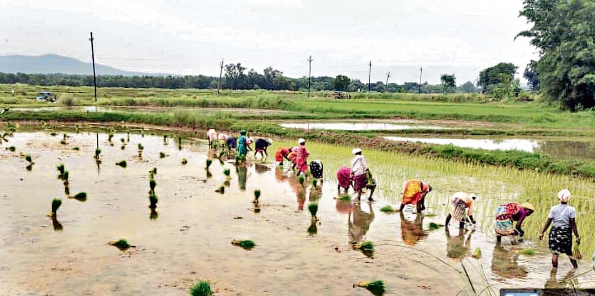 East Singhbhum News : पटमदा व बोड़ाम में 25 प्रतिशत धान रोपनी