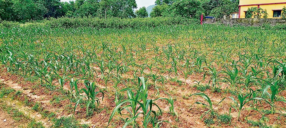 East Singhbhum News : बारिश ने बर्बाद की मक्का की खेती, अनाज संकट की आशंका