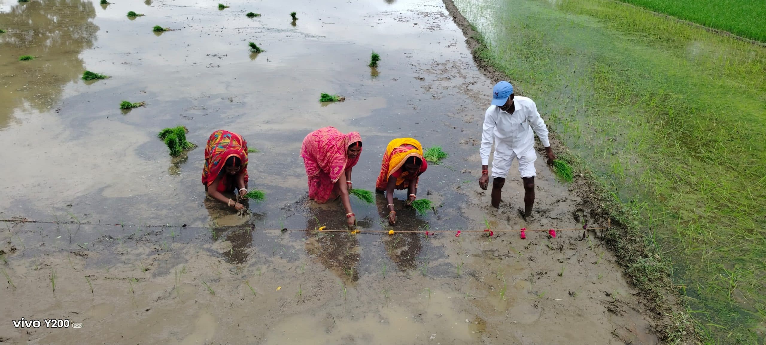 Bokaro News : श्रीविधि तकनीक से की गयी धान की रोपनी