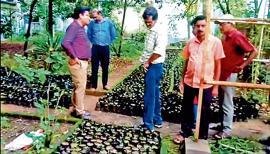 आसनसोल में फिर से उगेंगे ''आसन'' के पेड़