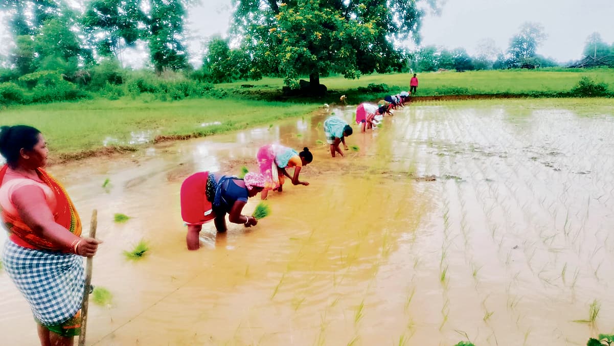 Rourkela News: बारिश से किसान उत्साहित, सुंदरगढ़ के सभी ब्लॉकों में धान रोपनी शुरू