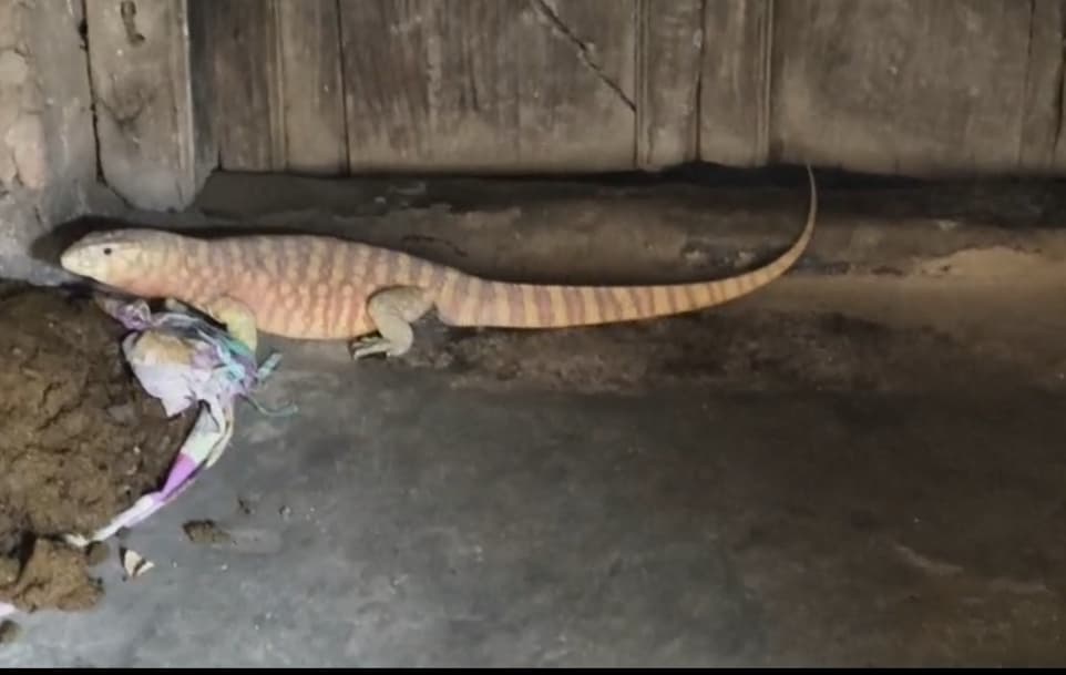 Motihari: रामजी टोला में निकला मॉनिटर लिजार्ड, दहशत में ग्रामीण