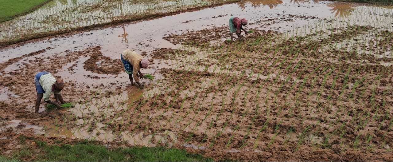 बरसात में धनरोपनी से बंद हुआ रास्ता, सुंदरडीह से बुधुडीह तक ग्रामीणों को भारी परेशानी