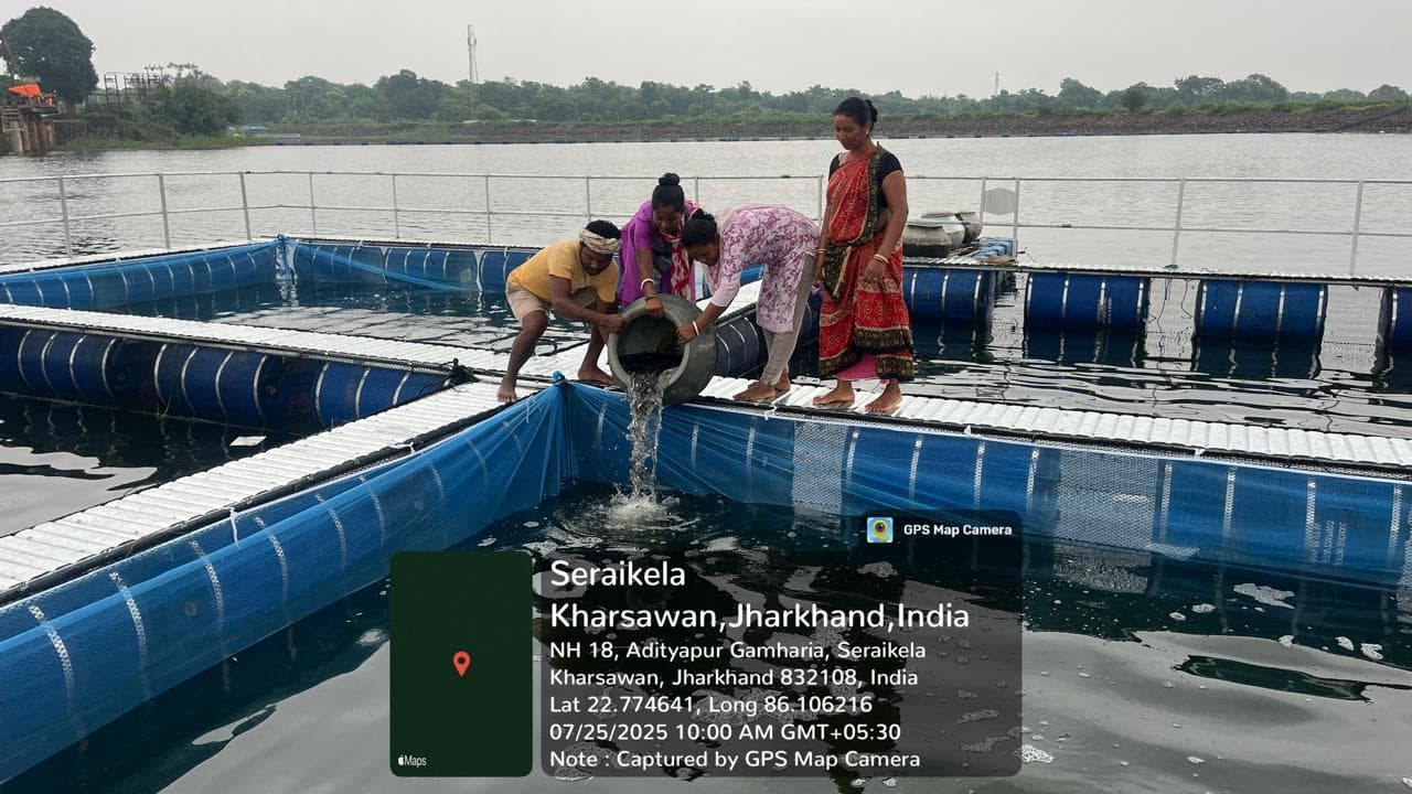 Seraikela Kharsawan News : केज पद्धति से मछली पालन शुरू