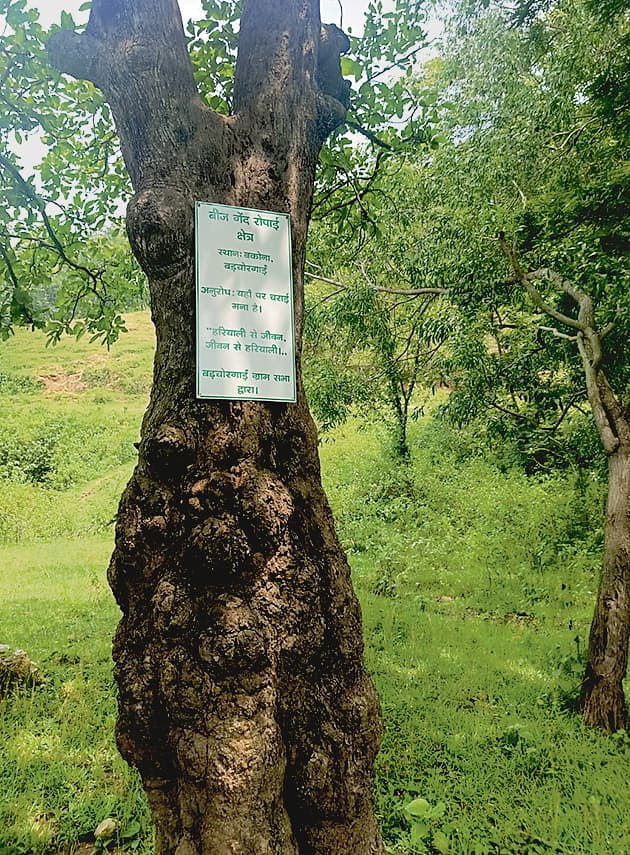 lohardaga news : सीड बॉल से जंगल को हरा-भरा कर रहे लोहरदगा के बढ़चोराई के ग्रामीण