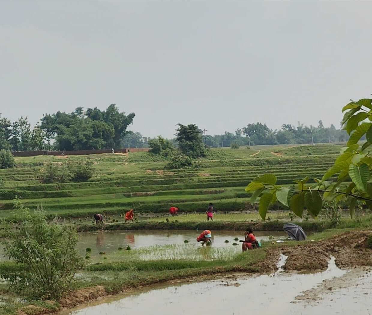 Giridih News :इस बार अच्छी बारिश से अधिक पैदावार की उम्मीद, बचे हुए किसानों ने शुरू की धनरोपनी