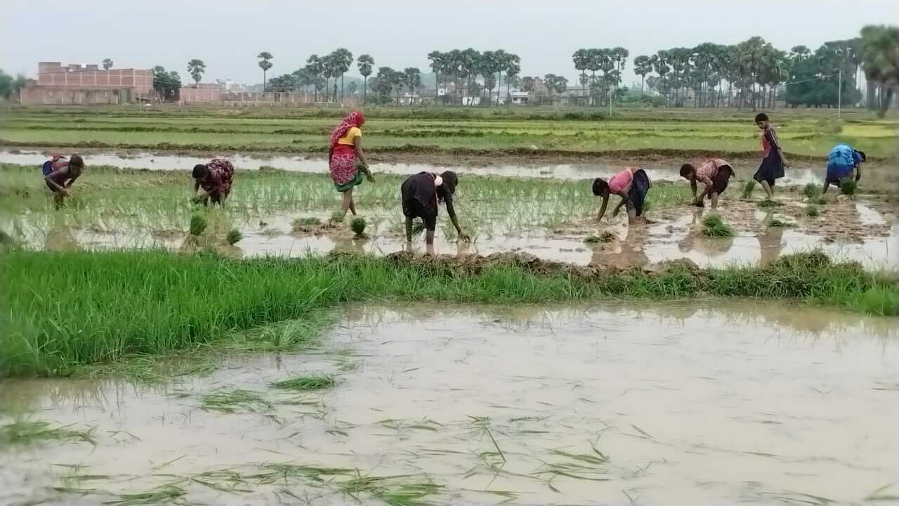 लगातार बारिश से राहत, धनरोपनी पकड़ी जोर