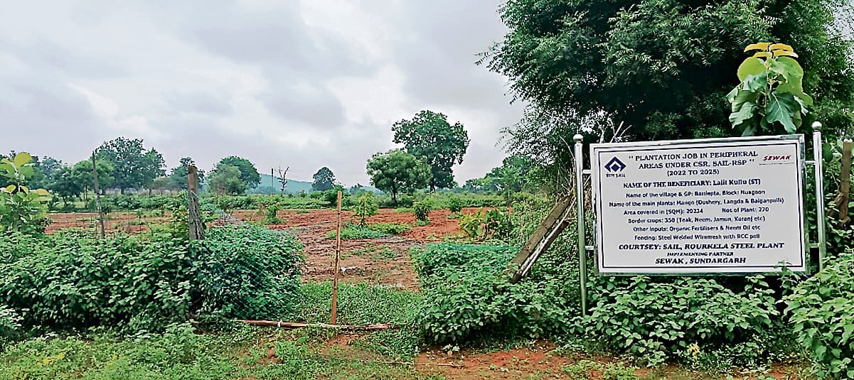 Rourkela News: आरएसपी ने पार्श्वांचल ग्राम में फलों का बाग विकसित किया