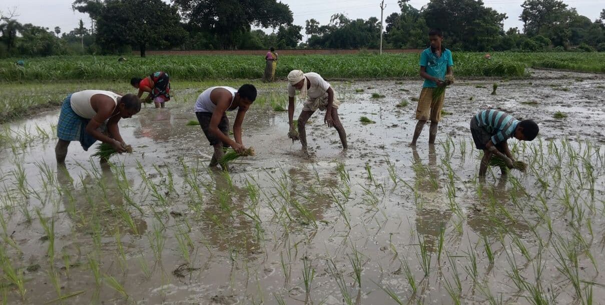 Saran News : झमाझम बारिश से खेतों में लौटी रौनक, किसानों के खिले चेहरे