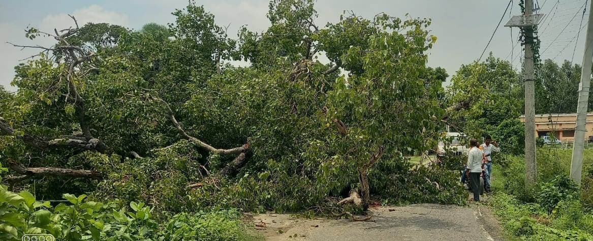 Saran News : भटौरा-नारायणपुर सड़क पर गिरा पीपल का पेड़, आवागमन बाधित