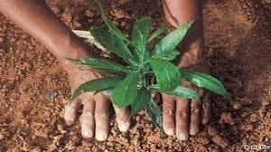 Ranchi news : 44438 स्कूलों में सितंबर तक 40 लाख पौधे लगाये जायेंगे